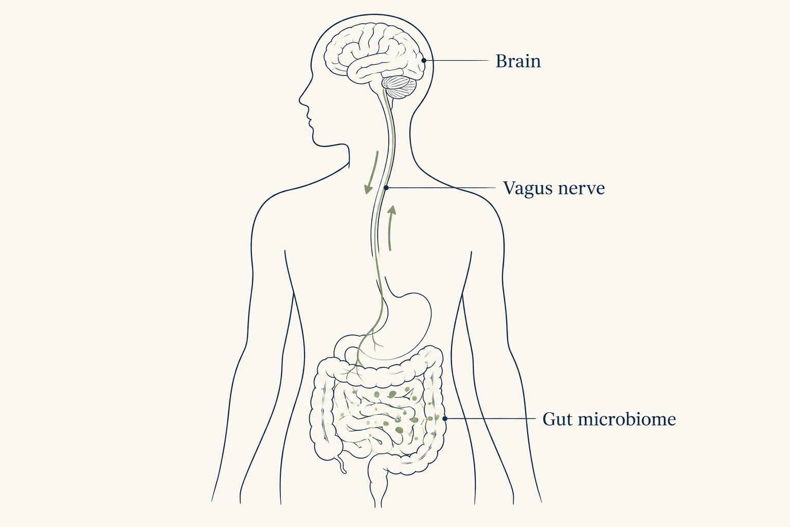 Line diagram of a human figure with the vagus nerve linking the brain and the gut microbiome, with arrows in both directions