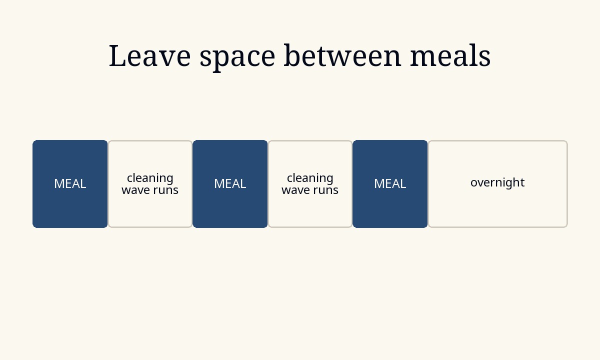 Principle diagram showing three meals separated by gaps when the gut's cleaning wave runs, followed by a longer overnight gap